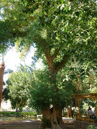 Foto Bäume - Aswan