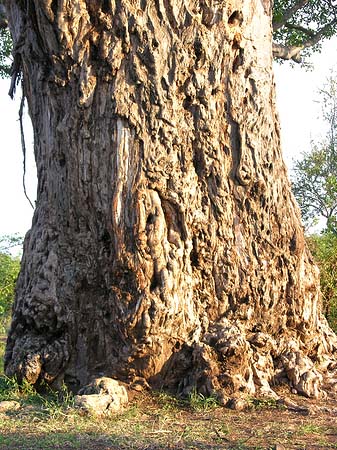 Bäume und Sträucher