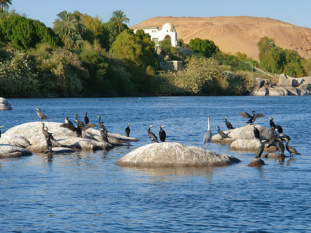 Foto Vögel