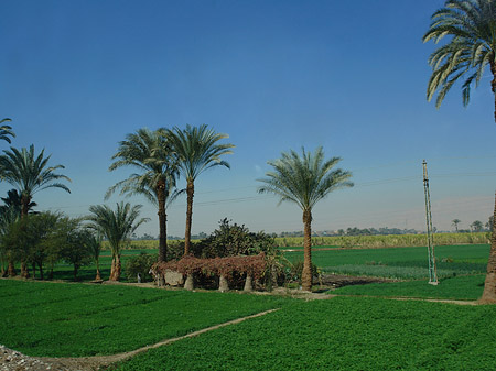 Fotos Fahrt von den Kolossen nach Luxor | 