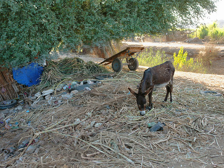 Fotos Tiere