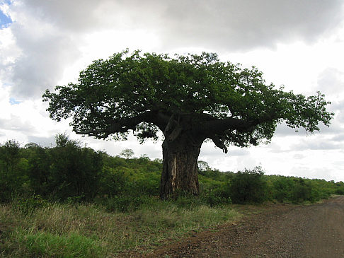 Fotos Baum mit dicken Ästen