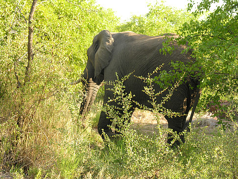 Foto Elefant