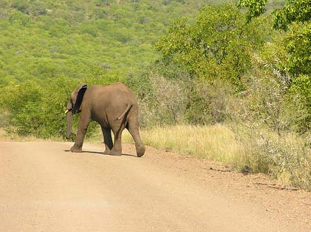 Elefant Fotos