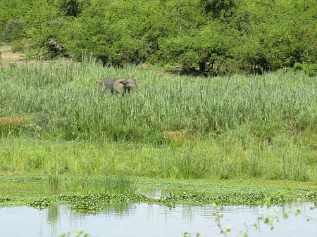 Fotos Elefanten am Wasser | 