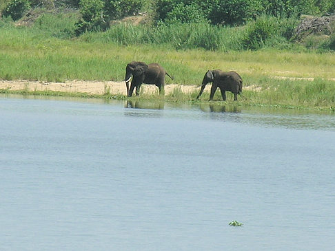 Fotos Elefanten am Wasser