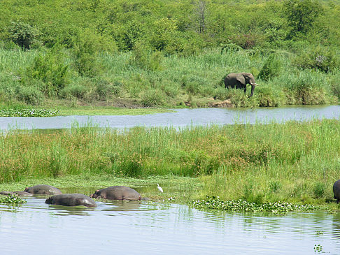 Elefanten am Wasser Fotos