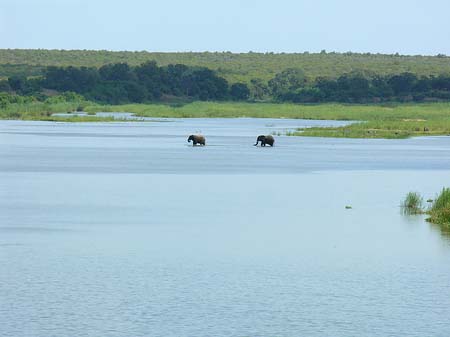 Fotos Elefanten im Wasser | 