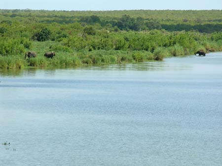 Foto Elefanten im Wasser - 