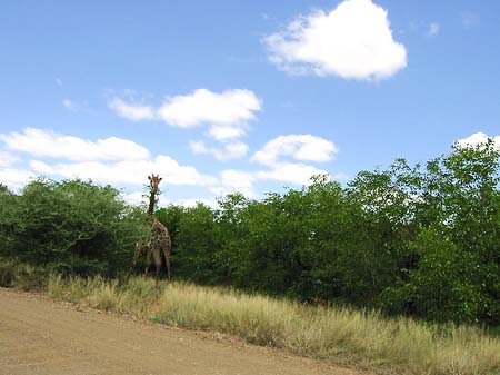 Foto Giraffe