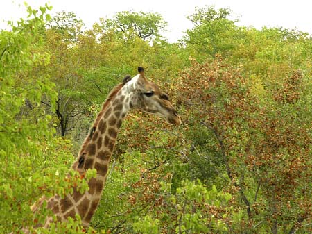 Foto Giraffe - Phalaborwa