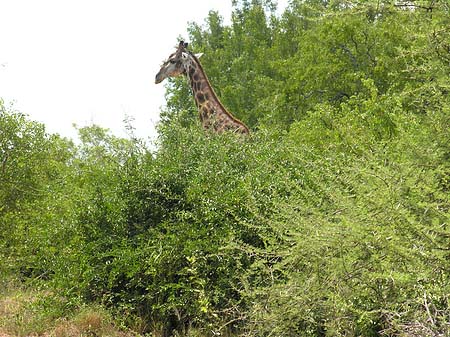 Foto Giraffe - 