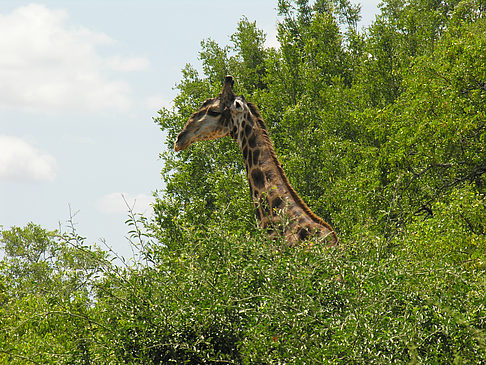 Giraffe Fotos