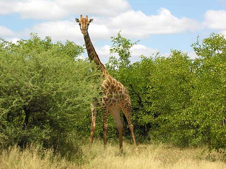 Giraffe