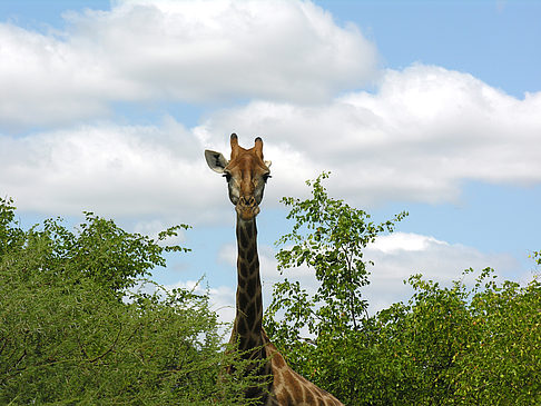 Giraffe