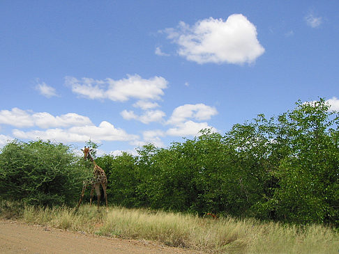 Foto Giraffe