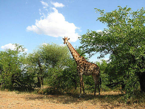 Giraffe Fotos