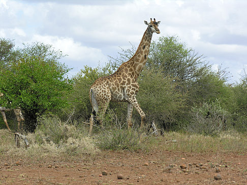 Foto Giraffe - 