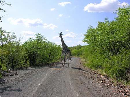 Fotos Giraffe