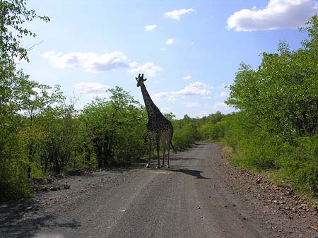 Foto Giraffe