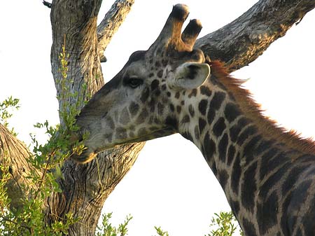 Foto Giraffe