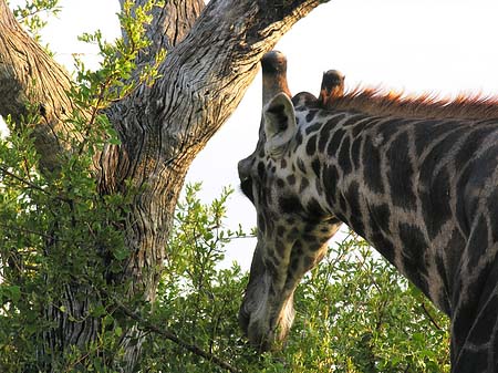 Giraffe Foto 