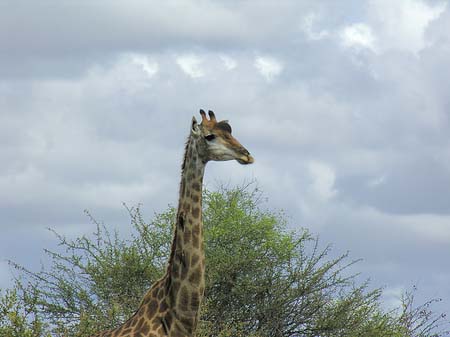 Fotos Giraffe | 