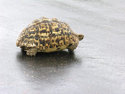 Foto Schildkröten auf der Straße