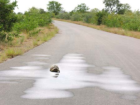 Foto Schildkröten auf der Straße