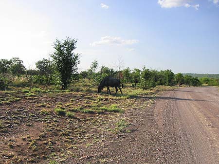 Tiere des Nationalparks