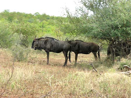 Tiere des Nationalparks Foto 