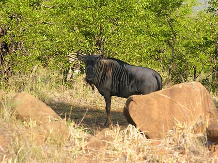 Tiere des Nationalparks Foto 