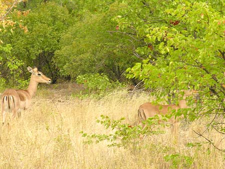 Foto Wild - Phalaborwa