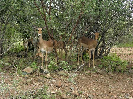 Fotos Zahmes Wild | 