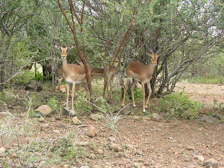 Foto Zahmes Wild