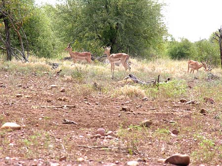 Fotos Zahmes Wild