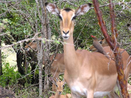 Foto Zahmes Wild