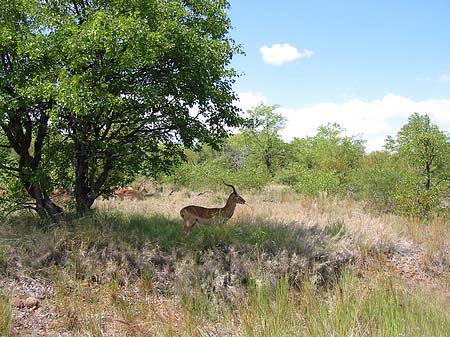 Foto Zahmes Wild