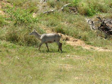 Foto Zahmes Wild