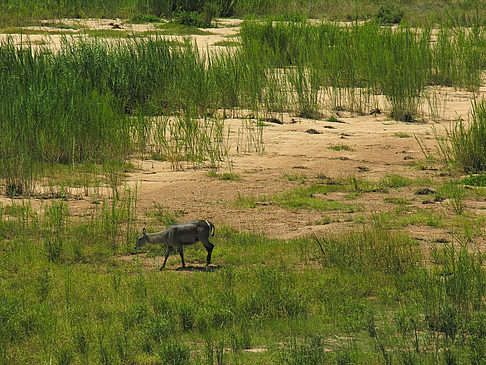 Fotos Zahmes Wild