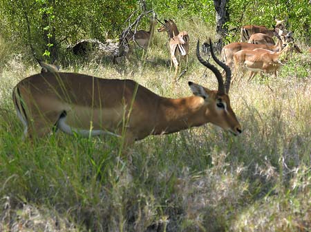 Fotos Zahmes Wild