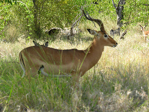 Fotos Zahmes Wild