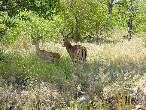 Fotos Zahmes Wild | 