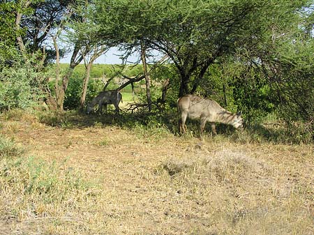 Foto Zahmes Wild