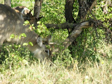 Zahmes Wild Fotos