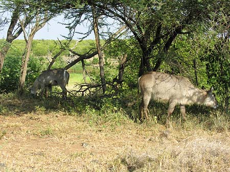 Fotos Zahmes Wild | 