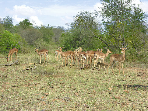 Fotos Zahmes Wild