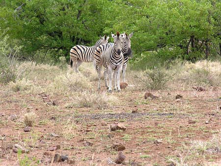 Zebras Foto 