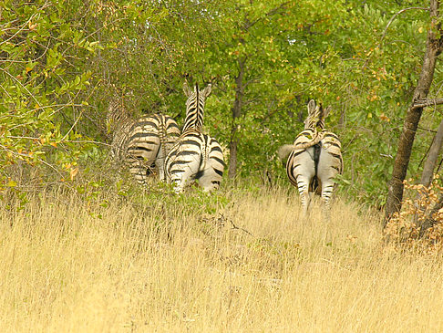 Zebras Foto 