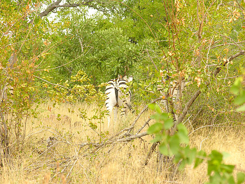 Zebras Fotos